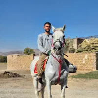 مادیان اصیل کرد ۶دنگ