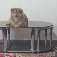 پامرروباهی