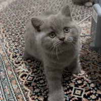 گربه اصیل