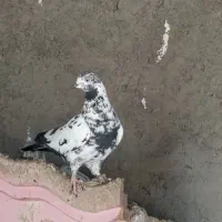 کبوترهایاصیلوخاص