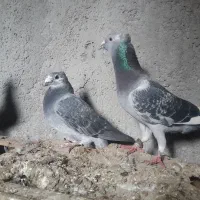 یک جفت پلاکی کلایی