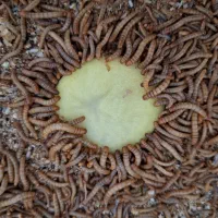 میلورم و جیرجیرک زنده