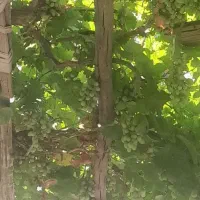 پیش فروش یک درخت انگور محلی شیرین مثل قند