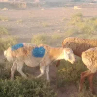 گوسفند جوان