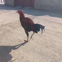 خروس لاری|حیوانات مزرعه|نگین شهر, |دیوار