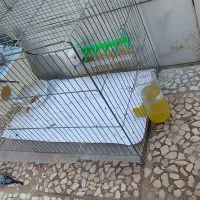 مرغ عشق