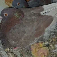 کبوتر رو ...