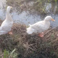 فروش عمده اردک ۳ماهه