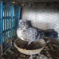 کبوتر|پرنده|سیمین شهر, |دیوار