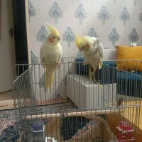 فروش یک جفت عروس هلندی نر و ماده با دو عدد جوجه|پرنده|قزوین, |دیوار