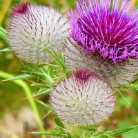 همکاری در عطاری