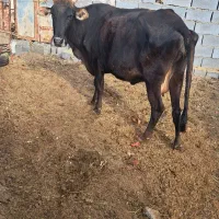 گاو|حیوانات مزرعه|مهریز, |دیوار