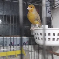 قناری نروماده جفت اماده تخمگذاری