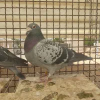 کبوتر پلاکی پرینت دار مسابقه داده