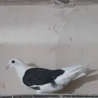 جونه پلاکی گم شده