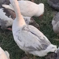 فروش غاز بالق