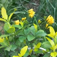 حراج حراج انواع گل|حراج|رشت, نخودچر|دیوار