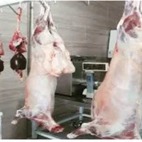 قصابی زنده گوسفند یا کاور ،گوشت سرابقامیش|حیوانات مزرعه|سنندج, |دیوار