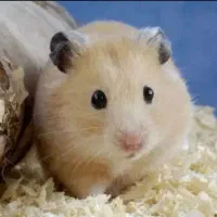 همستر|موش و خرگوش|بیرجند, |دیوار