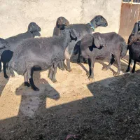 6عدد میش قره قزل گوسفند