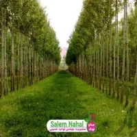 صنوبر نیگرا۲متری سود بالا انتخاب هوشمندانه|خدمات باغبانی و درختکاری|چالدران, |دیوار