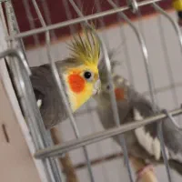 کبوتر|پرنده|زرند, |دیوار