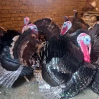 تخم بوقلمون