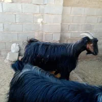 بز.|حیوانات مزرعه|شیراز, سعدیه شمالی|دیوار