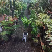 گلهای برگ درشت