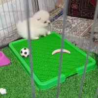 سگ نژاد پامر خیلی خوشگل