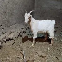 بزغاله ماده تکه خورده