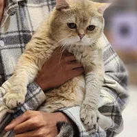 گربه|گربه|شیراز, دباغ خانه|دیوار