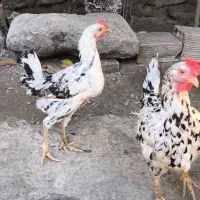 نیمچه گلین مرغ و خروس کارچ شو اصل کاکل