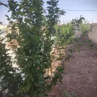 نظافچی