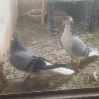 پرنده