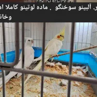 عروس هلندی کاملا اهلی  خانگی و سخنگو|پرنده|مرند, |دیوار