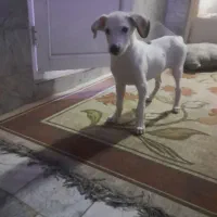 سک باهوش