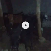 گاو محلی سیاه