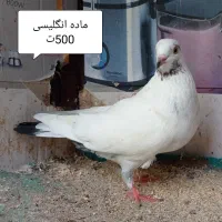 کبوتر اصیل ایرانی|پرنده|رشت, آتشگاه|دیوار