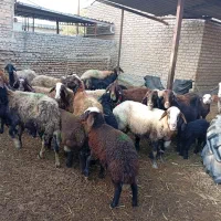 15راس گوسفند افشار بره دارجوان|حیوانات مزرعه|انبارآلوم, |دیوار