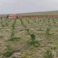 فروش یا مشارکت در ساخت مرغداری در منطقه آزاد ماکو|فروش دفتر صنعتی، کشاورزی، تجاری|قره قوین, |دیوار