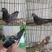 کبوتر کفتر|پرنده|آبسرد, |دیوار