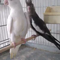 پرنده سرای پرطلا قروه درگزین|پرنده|درگزین, |دیوار