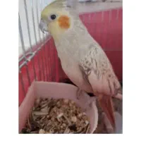 عروس هلندی سخنگو|پرنده|باغ بهادران, |دیوار