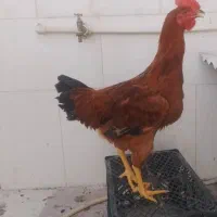خروس جوان سنگین وزن تازه به خوندن اومده