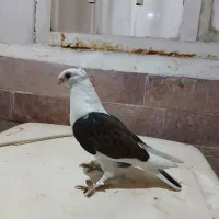 کفتر  جوجه