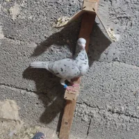 کبوتر دورگ