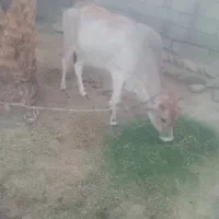 گاو ماده سالم و آبستن|حیوانات مزرعه|بیکاه, |دیوار