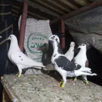 کفتر قلدور پرشی|پرنده|درمیان, |دیوار