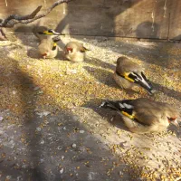 سهره نر بخون